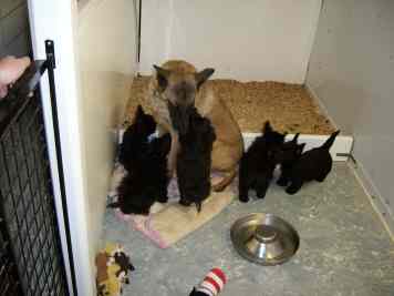 Tara as a foster mom